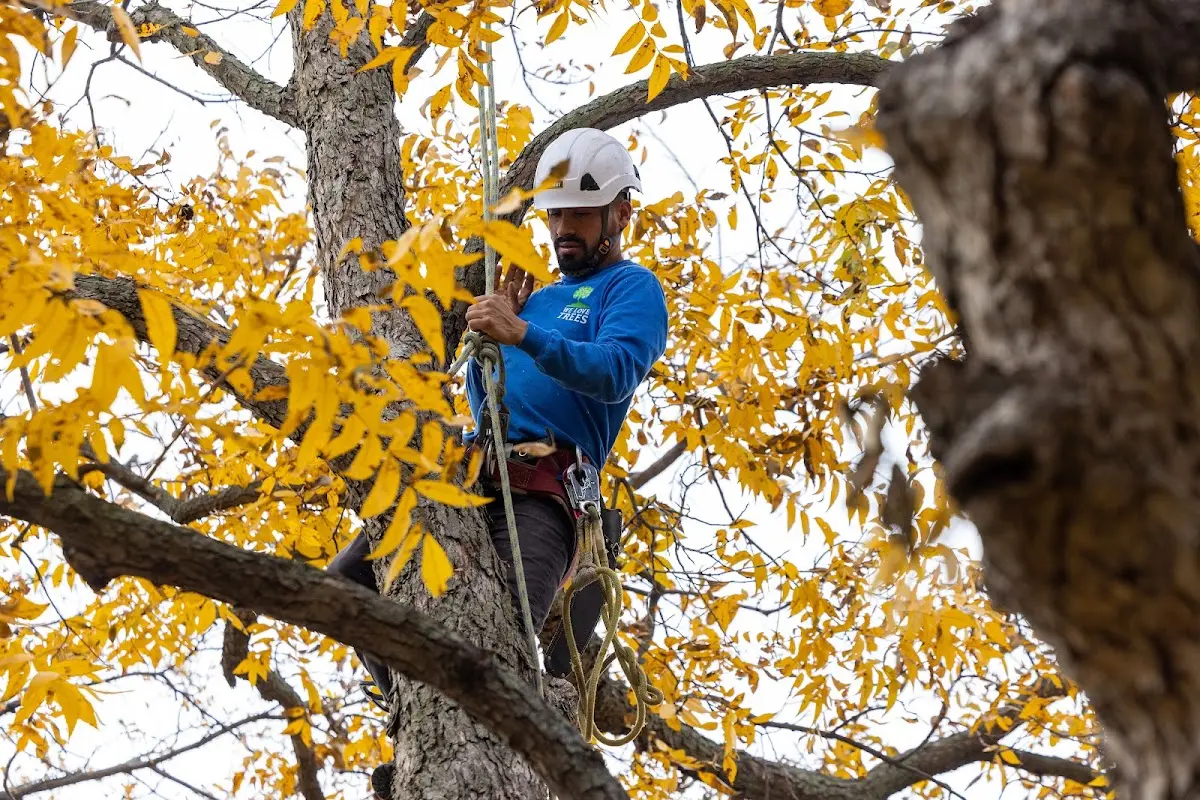 Skilled Tree Planing crew working in Bloomingdale